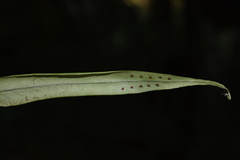 Lepisorus sublinearis