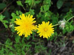 Sonchus tenerrimus