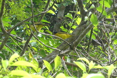 Rubigula flaviventris