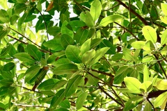 Rhizophora mucronata