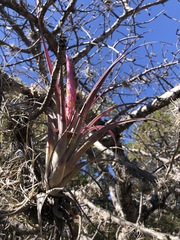 Tillandsia achyrostachys