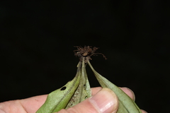 Lepisorus sublinearis