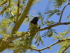 Spermestes cucullata scutata