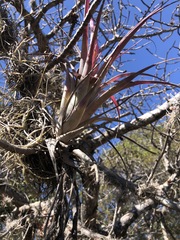 Tillandsia achyrostachys