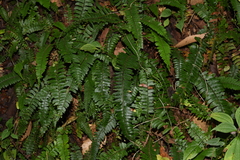 Polystichum lentum
