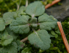 Veronica arvensis