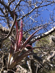 Tillandsia achyrostachys