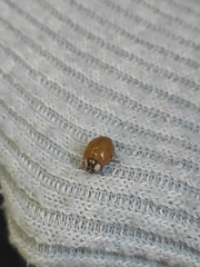 Harmonia axyridis