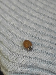 Harmonia axyridis