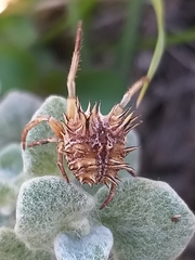 Pycnacantha tribulus