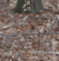 Solidago