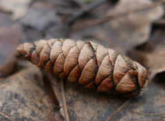 Picea