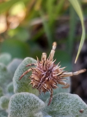 Pycnacantha tribulus
