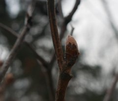 Amygdaloideae