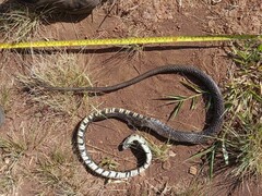 Spilotes pullatus