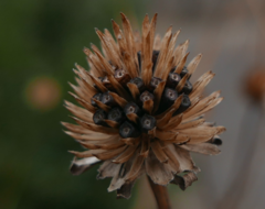Rudbeckia