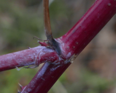 Rubus canadensis