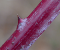 Rubus canadensis