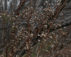 Symphyotrichum