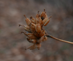 Magnoliopsida