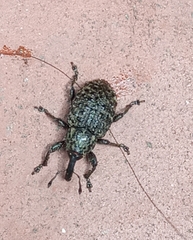 Molytinae
