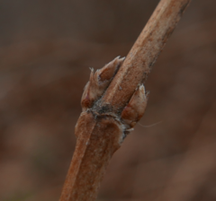 Magnoliopsida