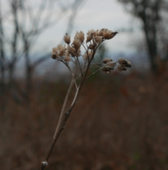 Asteraceae