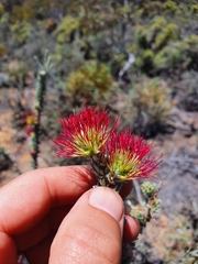 Melaleuca cinerea