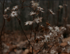 Asteraceae