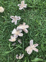 Termitomyces clypeatus