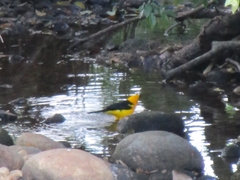 Gymnomystax mexicanus