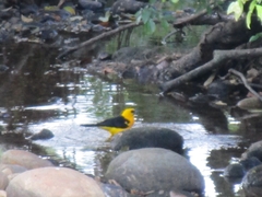 Gymnomystax mexicanus