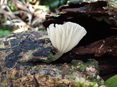 Gerronema microcarpum