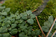 Veronica arvensis