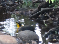 Gymnomystax mexicanus
