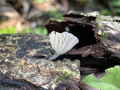 Gerronema microcarpum