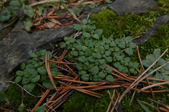 Veronica arvensis