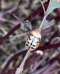 Conchyloctenia punctata