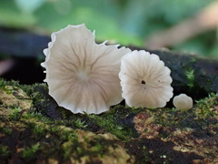 Gerronema microcarpum