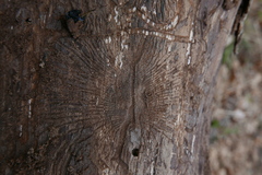 Scolytus