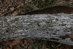 Scolytus