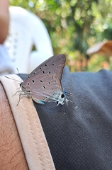 Pseudolycaena marsyas
