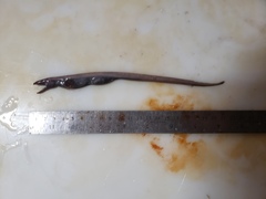 Synaphobranchus kaupii