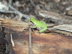 Hyla avivoca