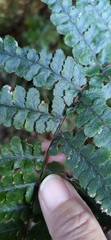 Athyrium leiopodum