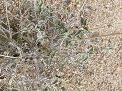 Encelia actoni