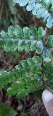 Athyrium leiopodum