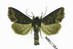 Oligia latruncula