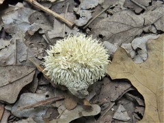 Lycoperdon pulcherrimum
