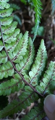Athyrium leiopodum